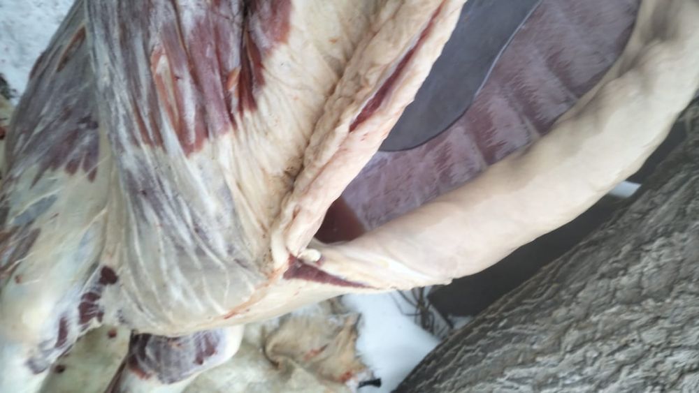 Продаю тай елі қазы