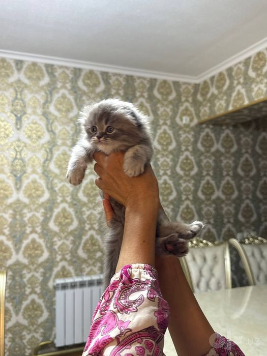 Котёнок на продажу