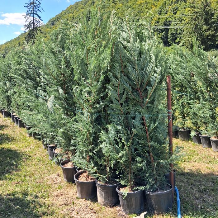 Vindem plante ornamentale copaci ornamentali prețuri acesibile transport gratuit ne deplasam în toată țara