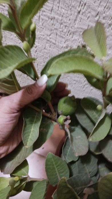 Гуаява (гуава) с плодами