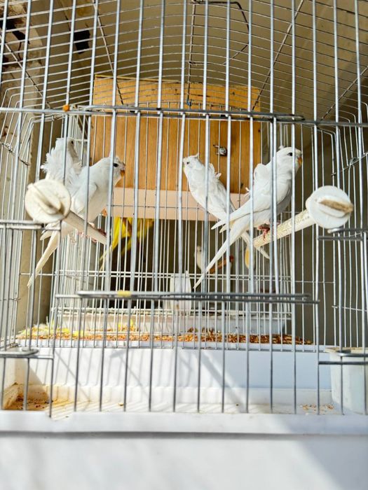 Бабочка  попугайла сотилади