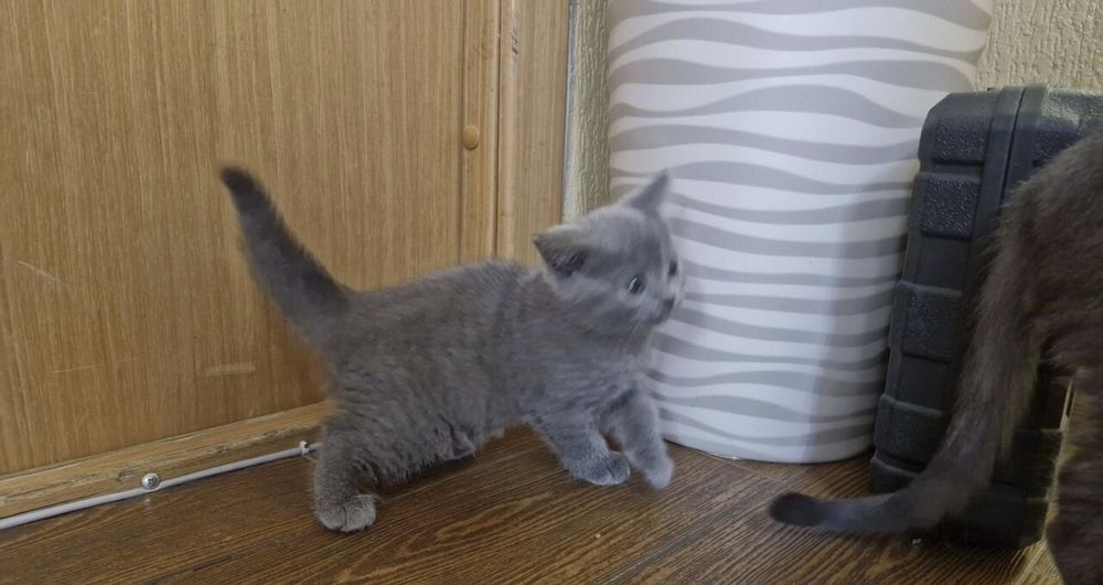 Британские котята