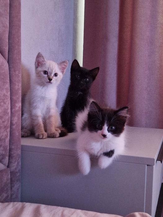 Отдам в добрые руки котят