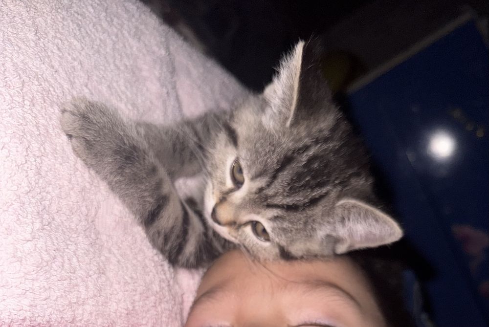 Котенок шотландец