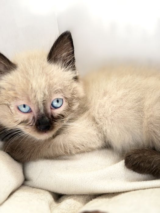 Сиамский котенок в добрые руки