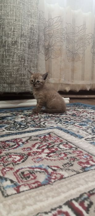 Продам породистых котят