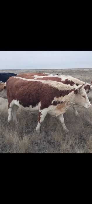 Кашар сатылады семіз