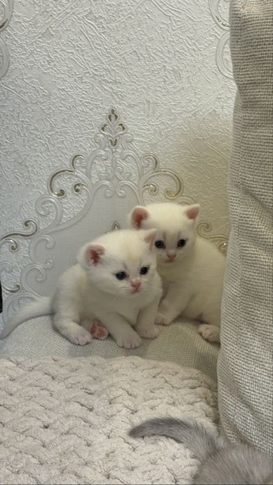 Элитные шотландские котята