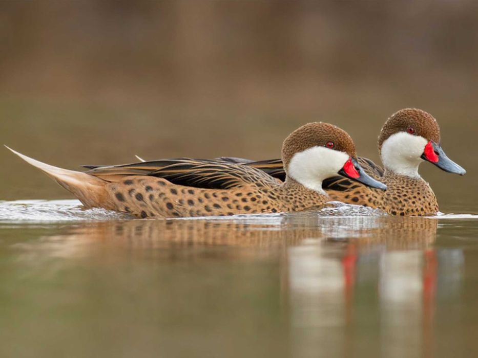 Vand Rate de ornament