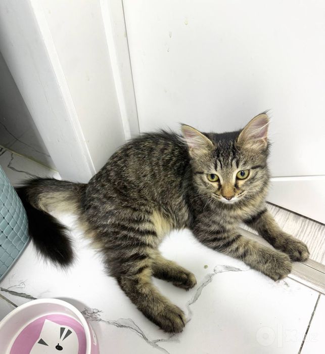 Котенок ищет маму и папу