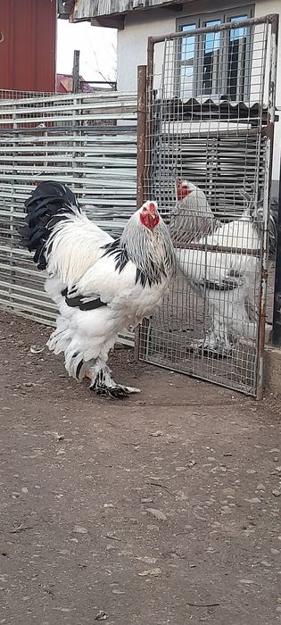 ‼️‼️Oua Brahma pentru incubat‼️‼️