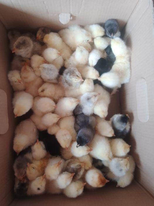 Pui brahma herminat deschis și negru