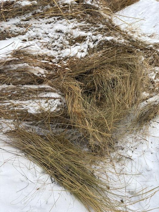 Продам сено в рулонах