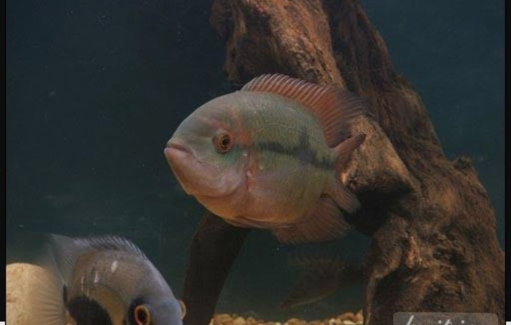 Цихлозома бражник