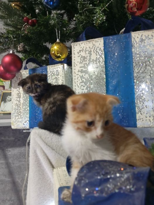 Веслоухие котята не дорого бодрые игривые не капризные