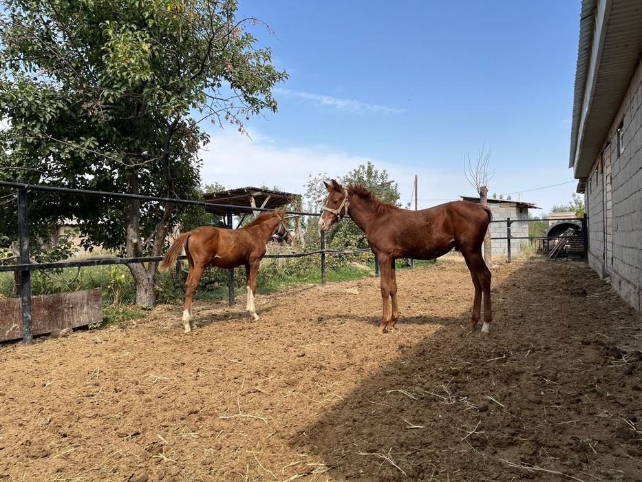 Жабағылар сатылады