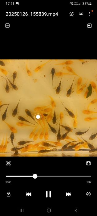 Ancistrusi-pesti exotici