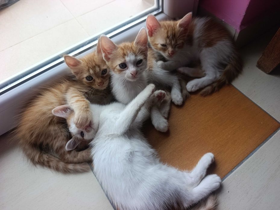 котета на 8 седмици