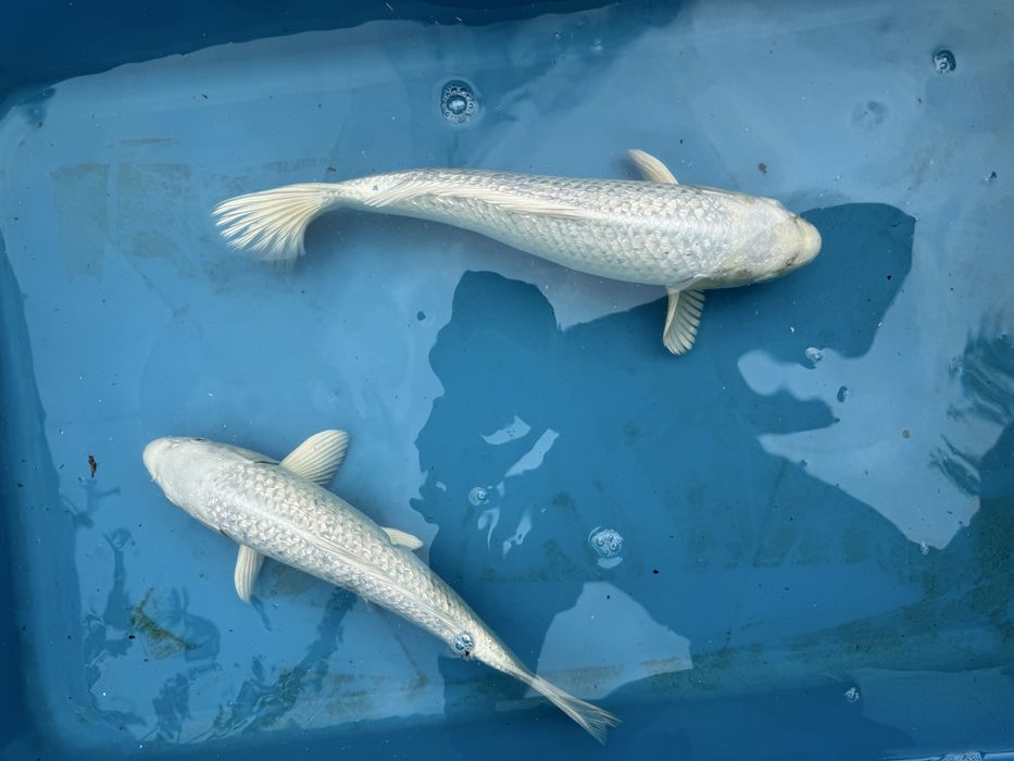 Vand Puiet de crap koi