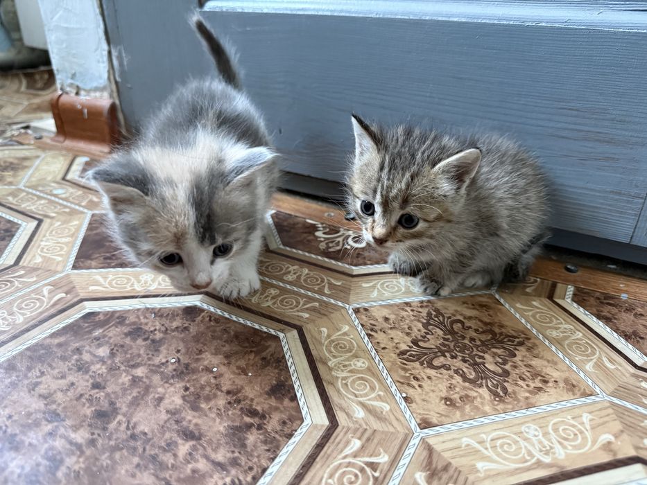 Отдам котиков в добрые руки