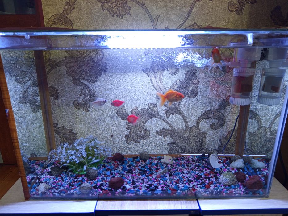 Аквариум с рыбками