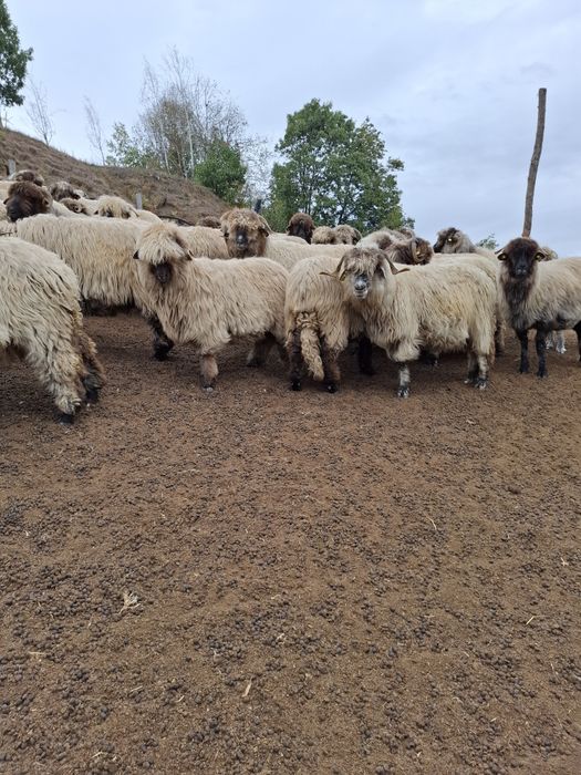 De vânzare detali la telefon