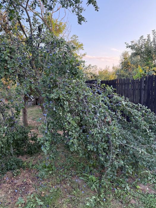 Se vinde prune ...