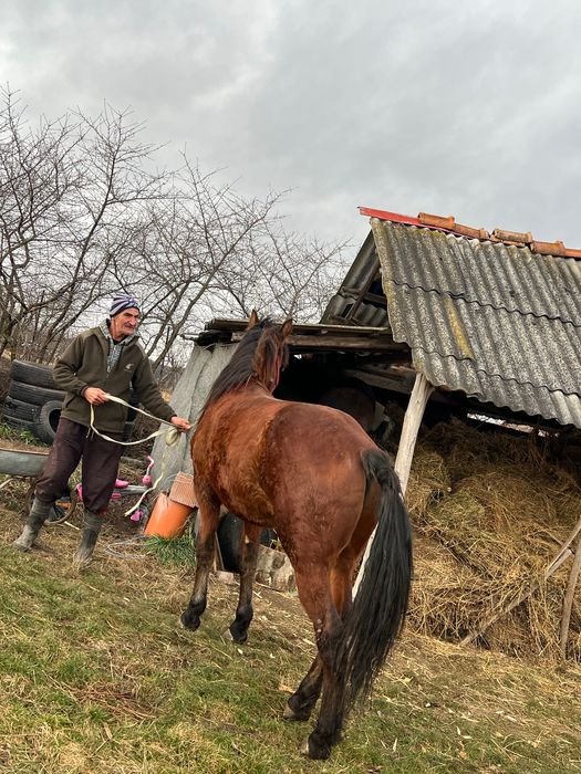 Manz în vârstă de un an și patru luni
