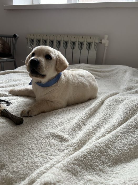 Лабрадор золотистый ретривер