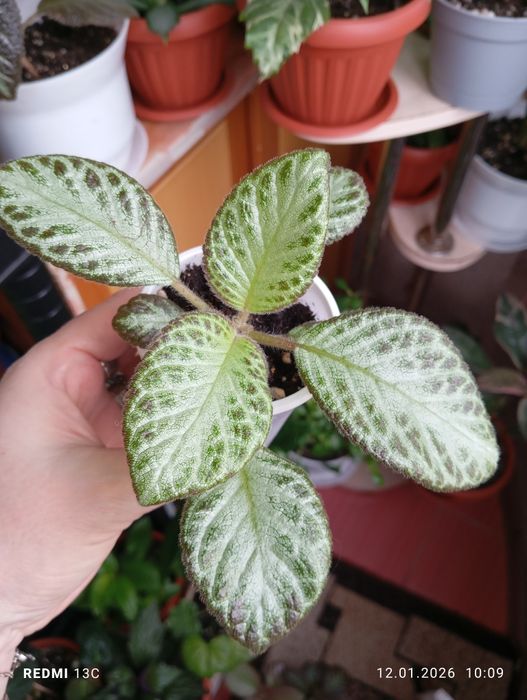 Продам отростки комнатных растений