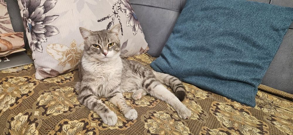 Отдам кота в хороше руки