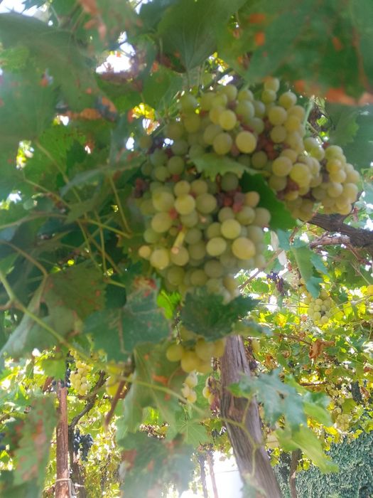 Продавам грозде в с. Гривица