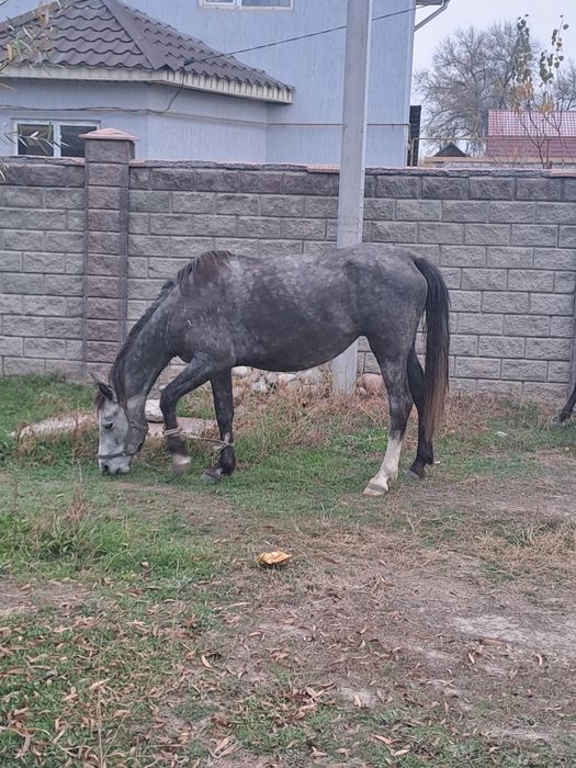 Бие сатылады, продам кобылу.