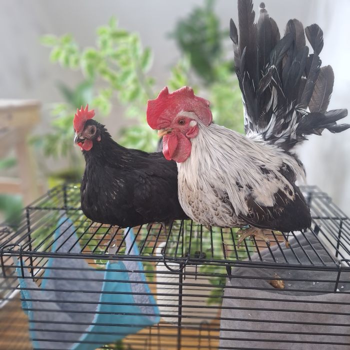 Куры шабо (япония)