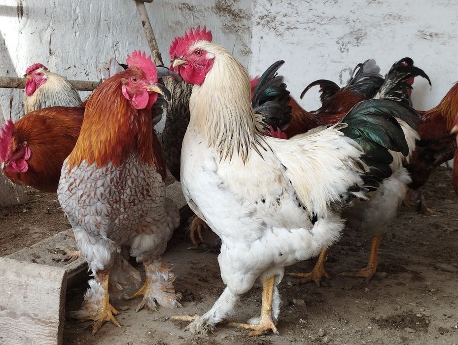 Продам  петухов.