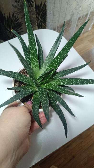 Гастерия.  Гастроалоэ.               .