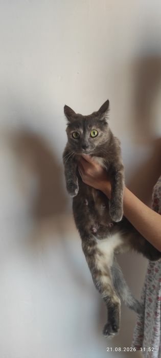 Отдам кошку в добрые руки (возраст 1год)