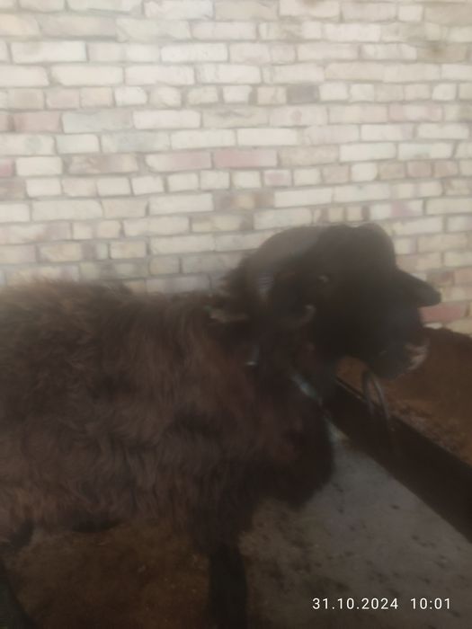 Тагал    сотилади