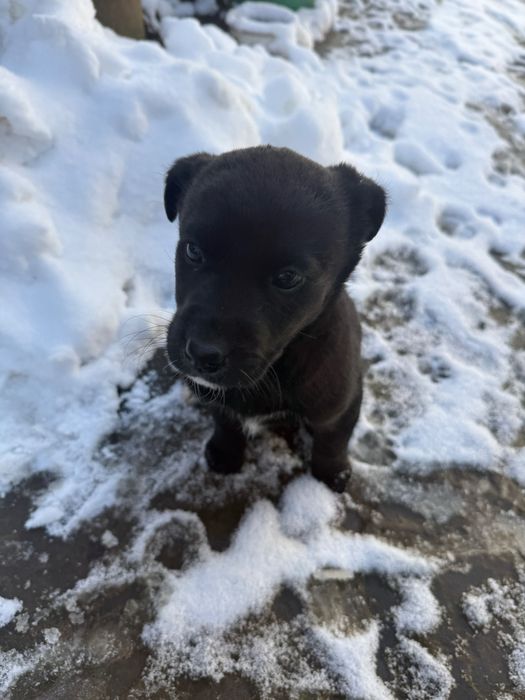 Кученца, на 40 дни, баща лабрадор, майка без порода.