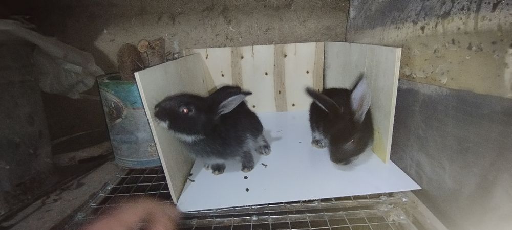 Кролик белоостевой продаётся