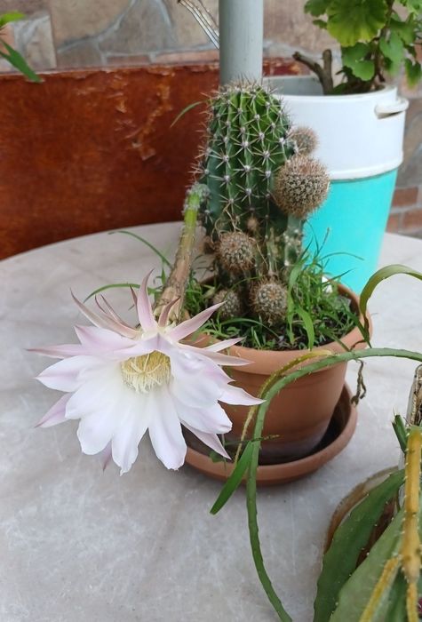 Кактусы зелёные цветущие