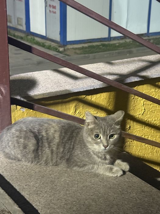 Кот шотландской породы