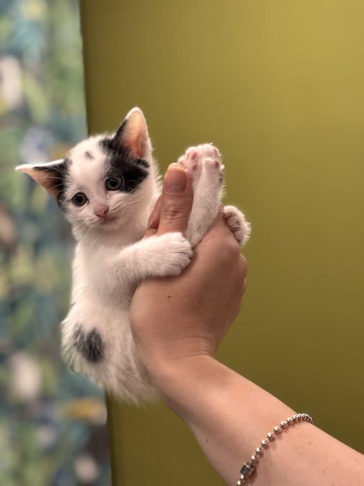 Отдам котят в хорошие руки