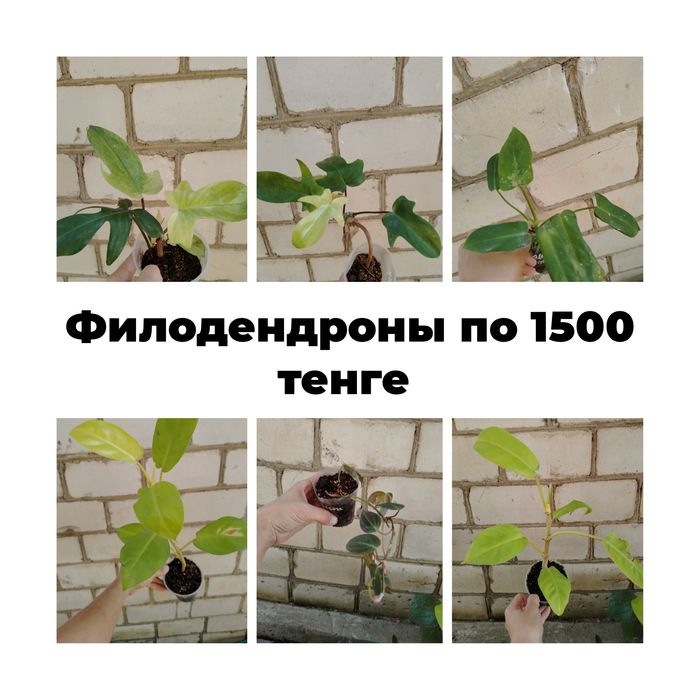 Филодендроны по 1500 тенге