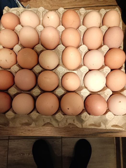 Оплодени яйца от домашни кокошки