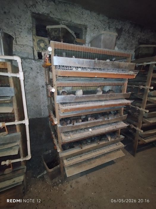 Bedana kataklari sotiladi va bedana sotiladi