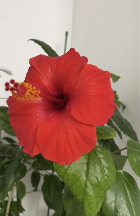 Цветы домашние цветущие