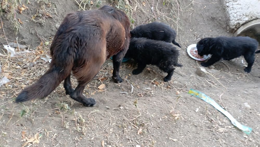 cățeluși ptr adoptie