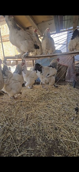 Брама мекен қораз