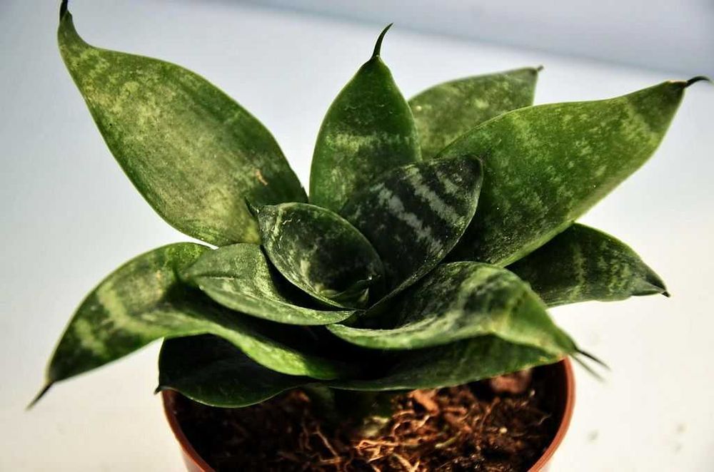 комнатные цветы,пишите.